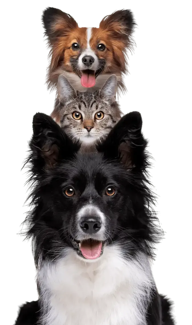 Stacked Pets Isolated image