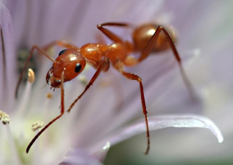 ants