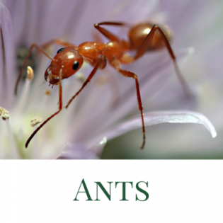 ants