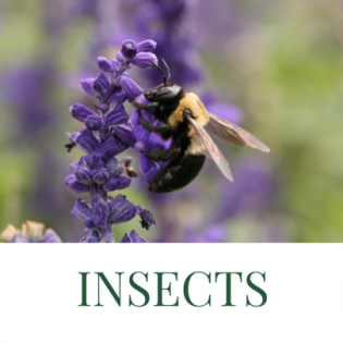 bees