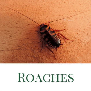 cockroaches