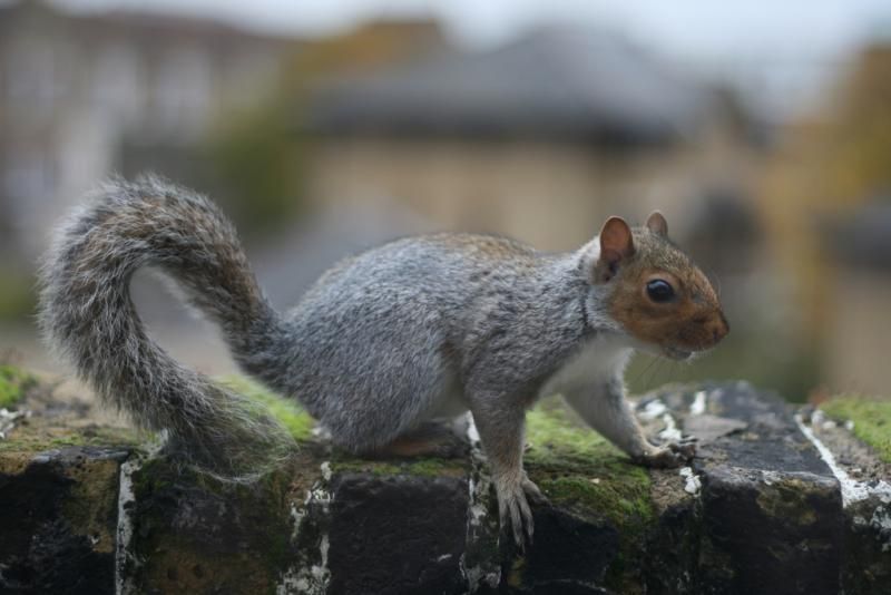 wildlife control