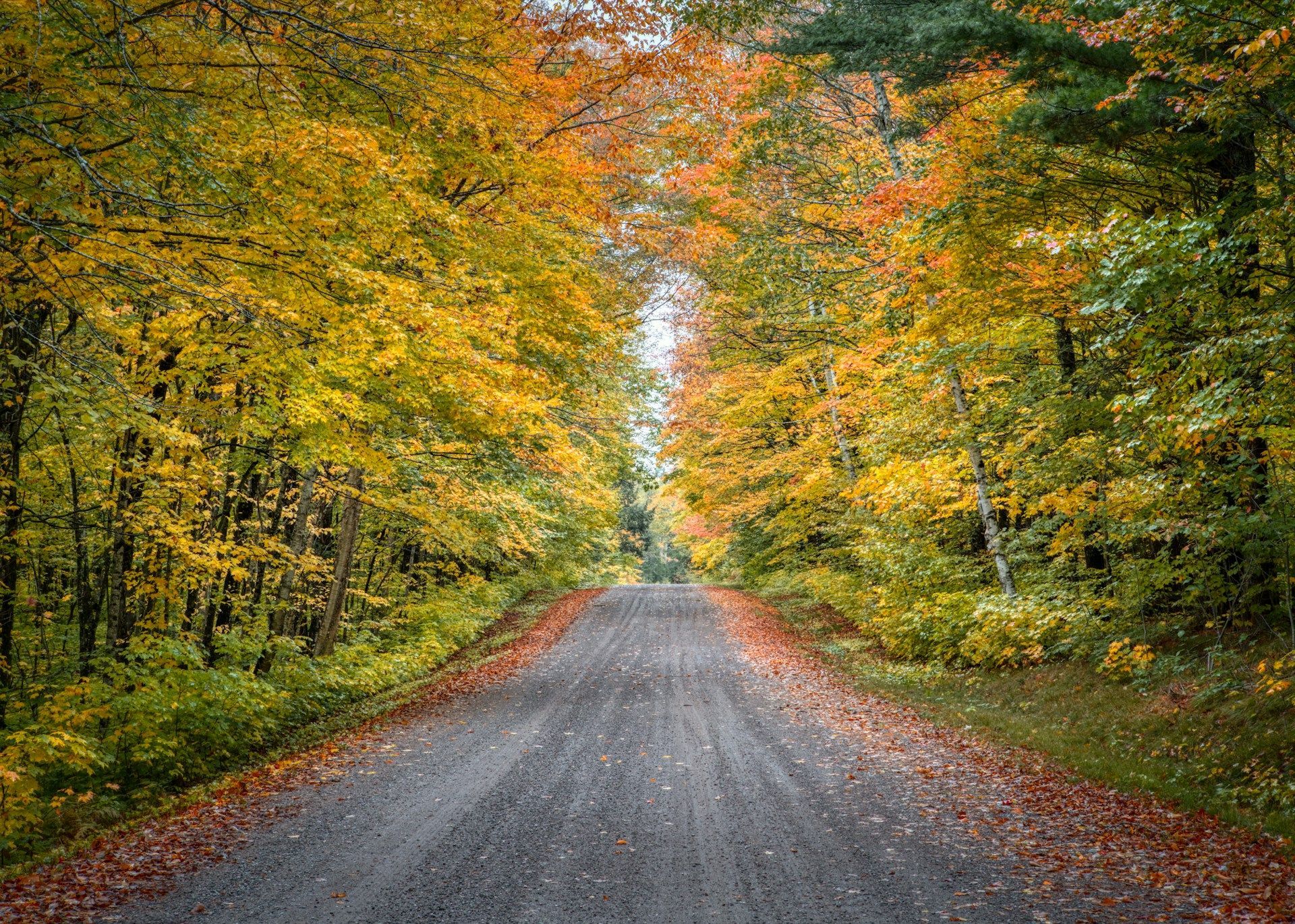 Gravel road through a forest of autumn trees with yellow, orange, and green leaves