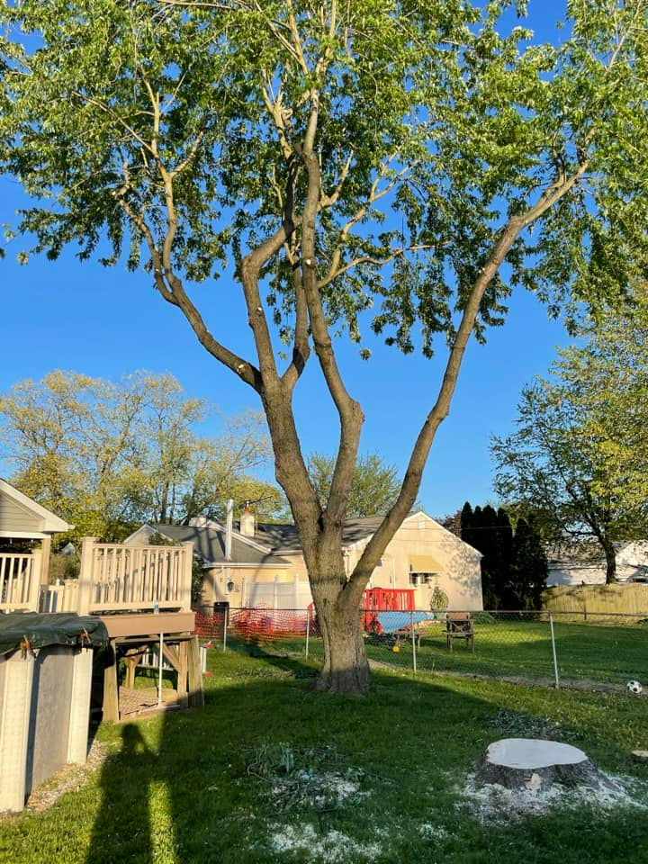 Tree — Bensalem, PA — Munz's Lawn Service & Landscaping