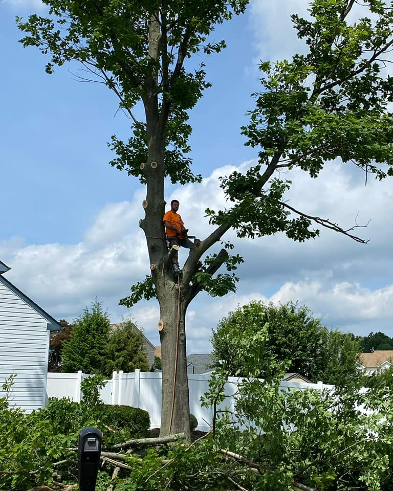 Man On A Tree — Bensalem, PA — Munz's Lawn Service & Landscaping