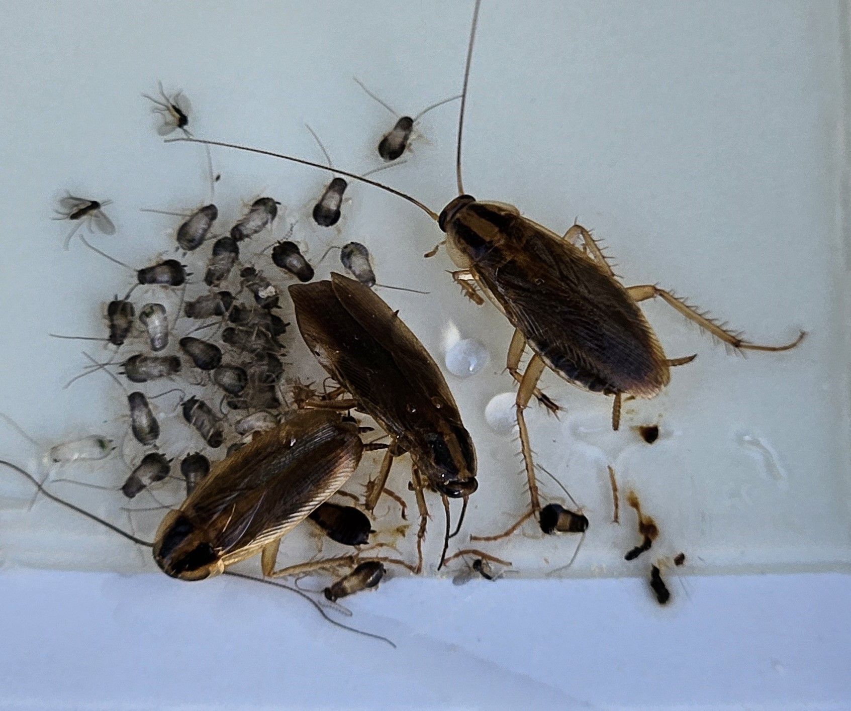 Cockroaches and nymphs trapped on a sticky surface.