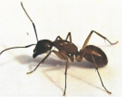 Brown ant with black head and antennae, legs extended.