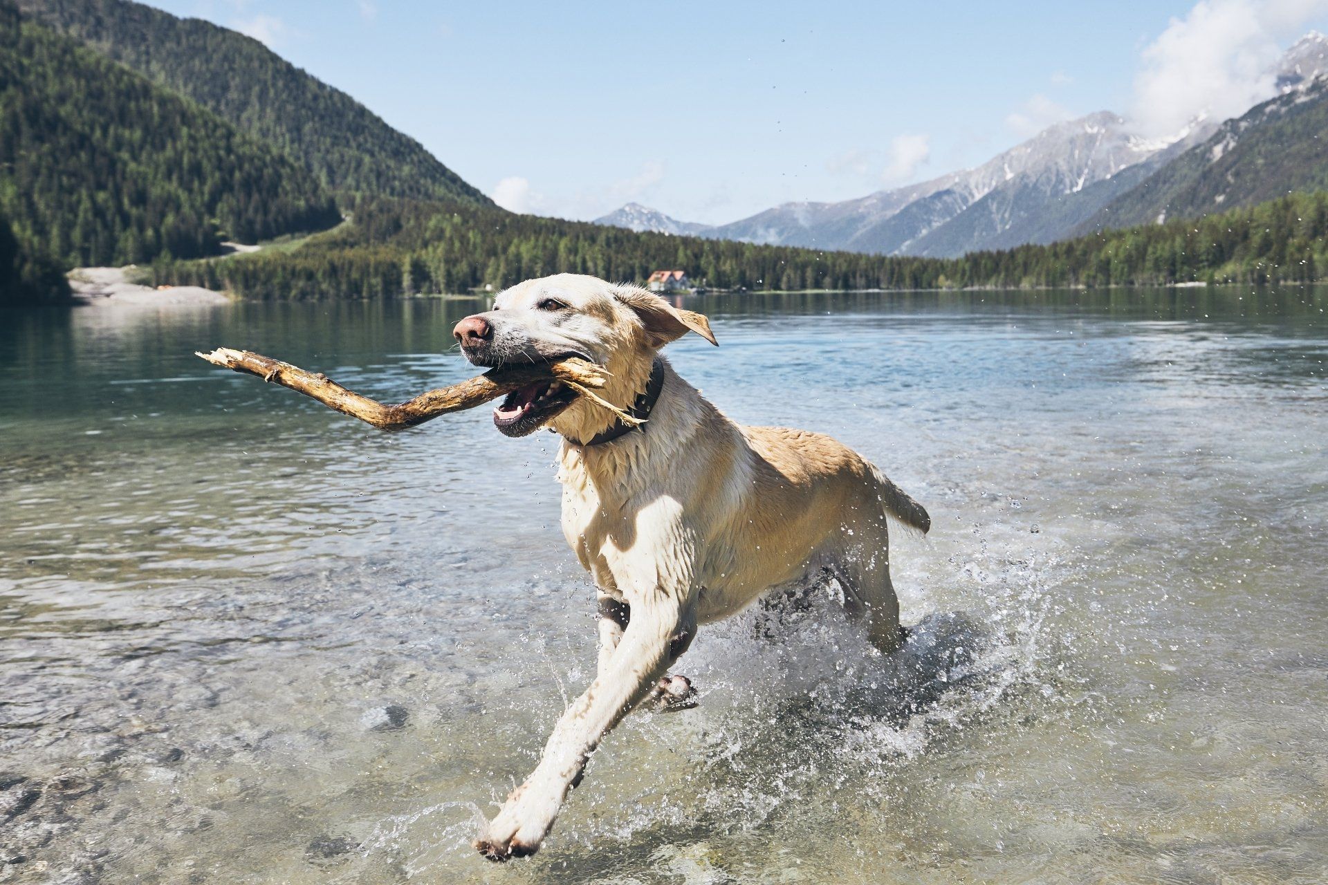 dog running through lake