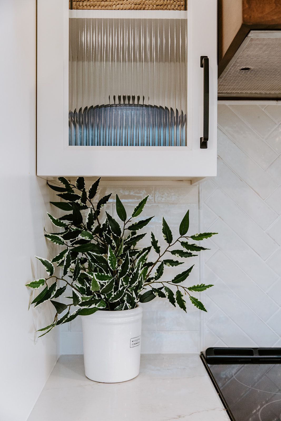 A potted plant