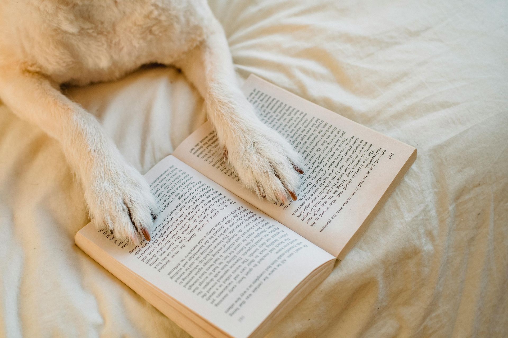 Dog’s paws resting on an open book on a beige bed.