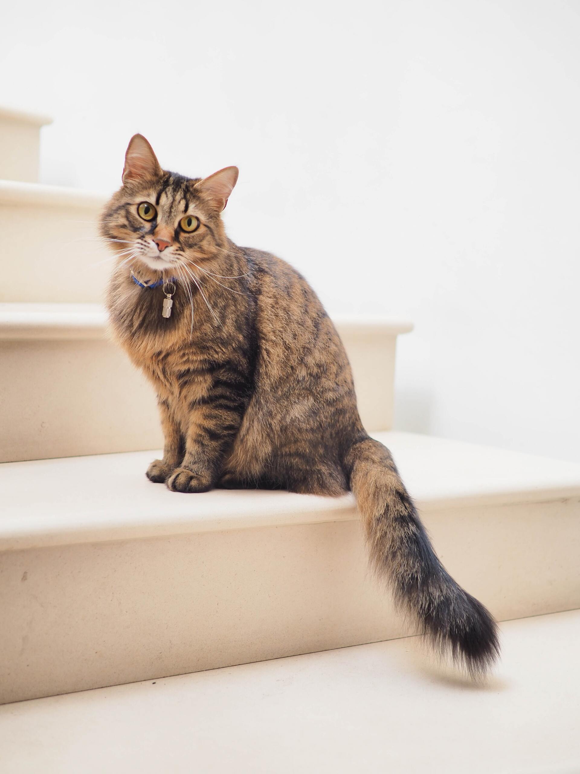 Cat Party gallery