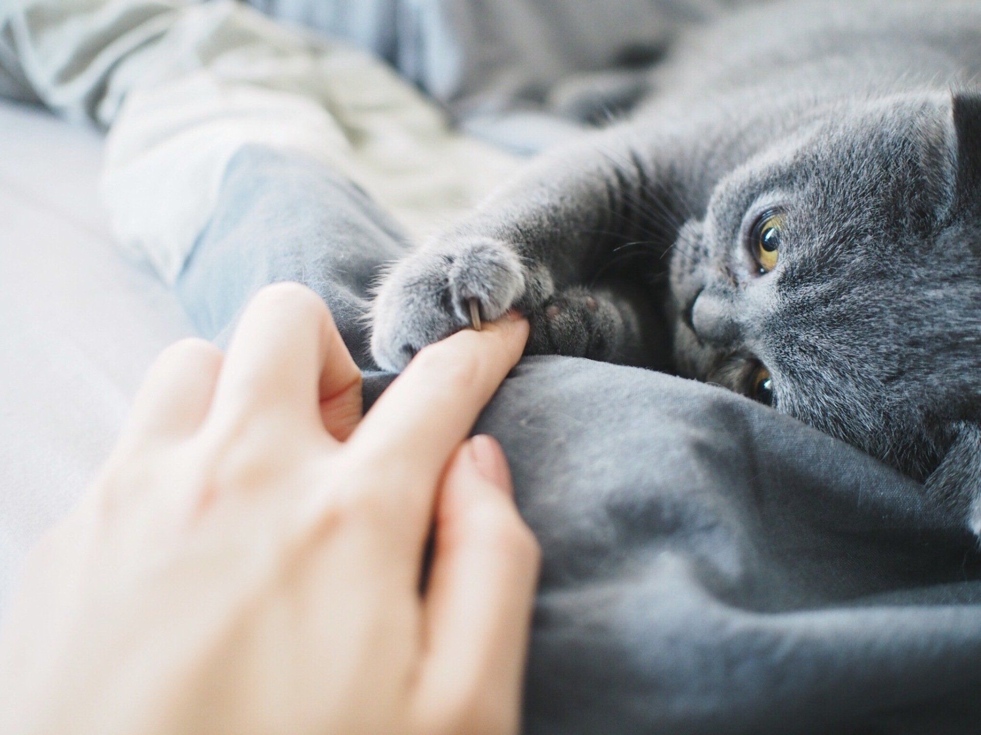 cat gallery