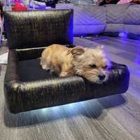 Small tan dog lounging on a black chair in a modern living room with blue lighting