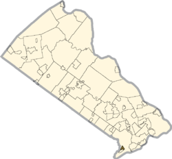 Tree Services in Eddington, PA - Trimming and Removal Experts