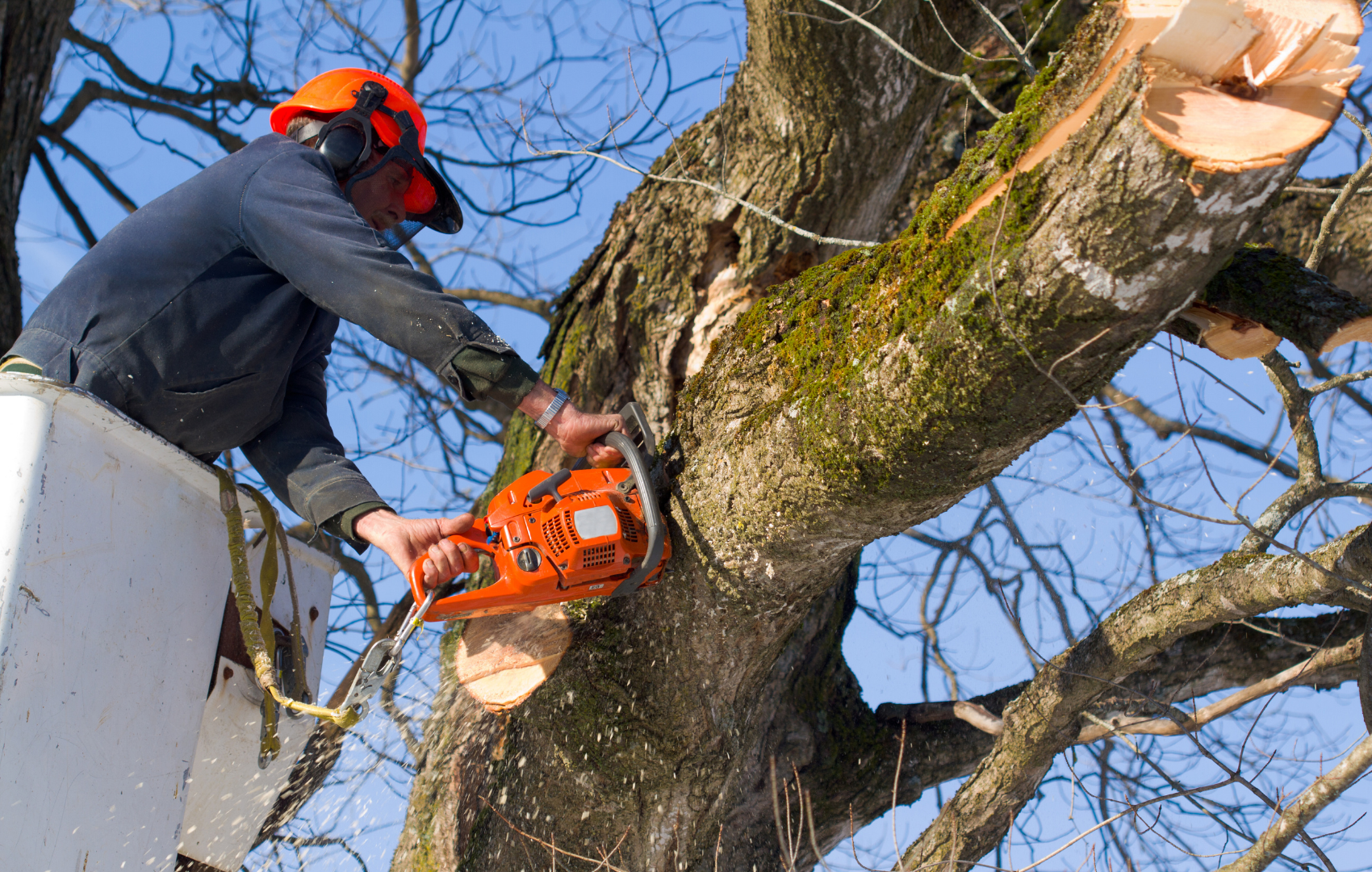 Arborist cutting a tree with a chainsaw during tree removal