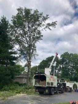 A tree cutting truck is parked in front of a large tree.