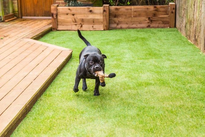 Black dog carrying a toy in a fenced backyard on green grass near a wooden deck