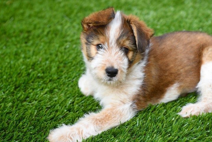 Brown-and-white puppy lying on green grass, looking at the camera