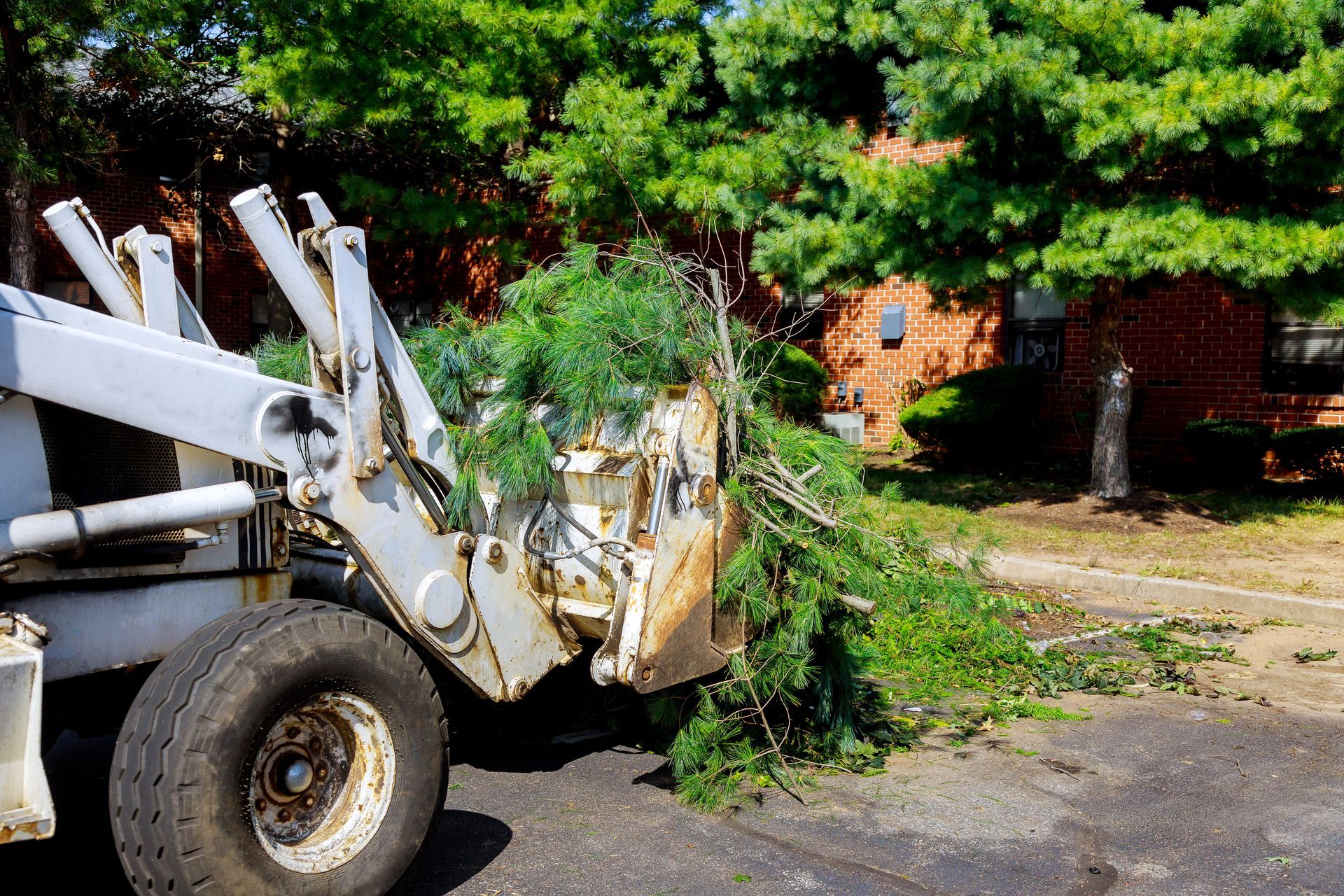 a bulldozer is carrying a pile of bushes and leaves .