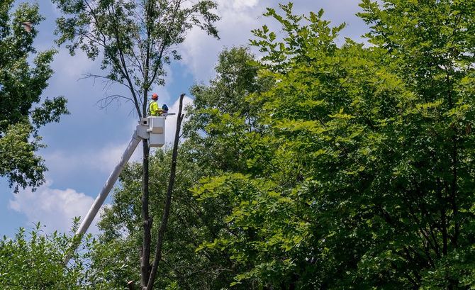 Tree Masters LLC. Top-Quality Tree Trimming, Removal, Toms River and Brick, NJ