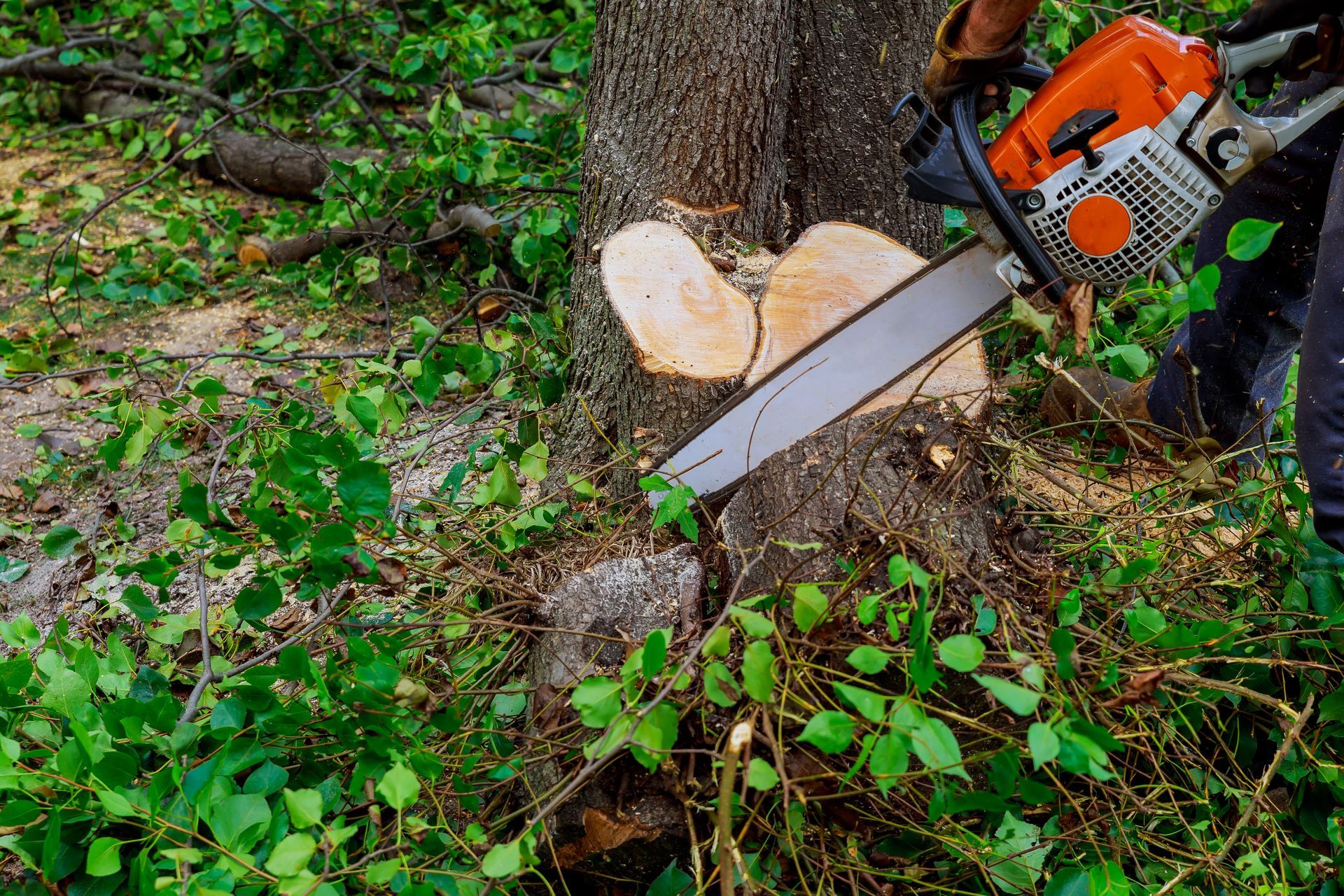 Tree Masters LLC. Tree Trimming, Removal, Stump Grinding - Serving All Ocean County, Toms River and Brick, NJ