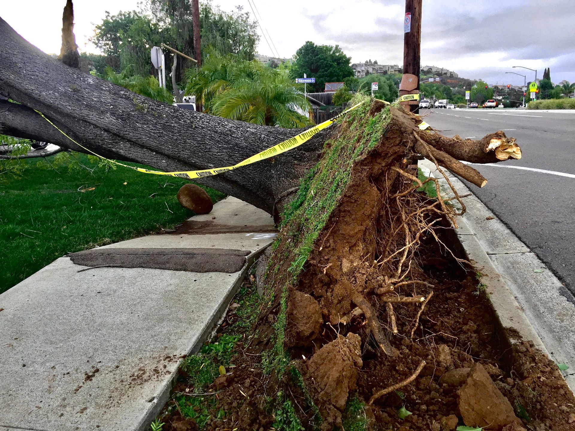 Tree Masters LLC. Top-Quality Tree Trimming, Removal, Stump Grinding -
