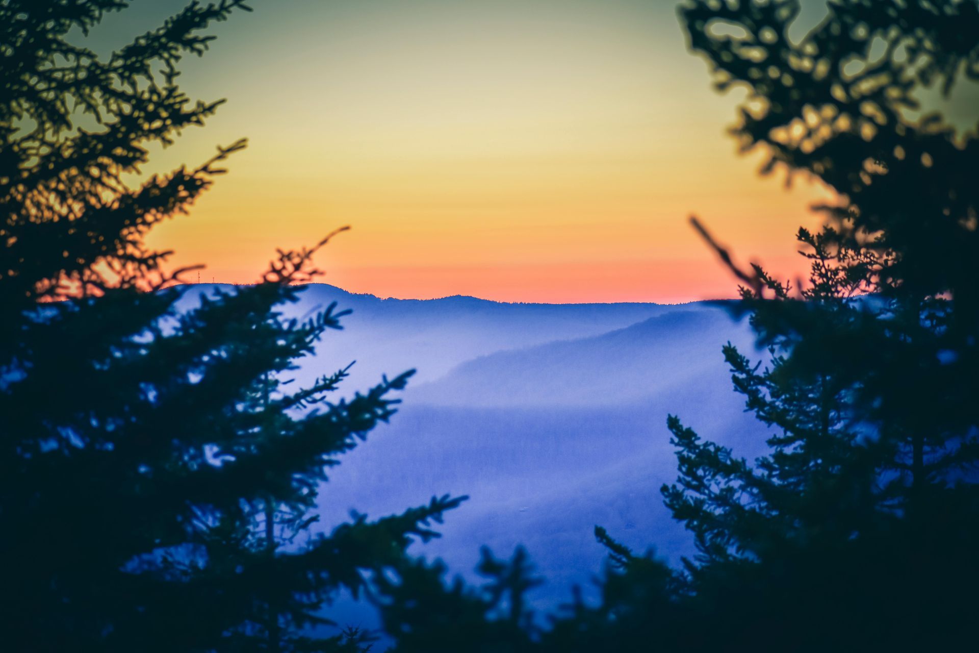 Sunset over misty blue mountains framed by dark evergreen trees