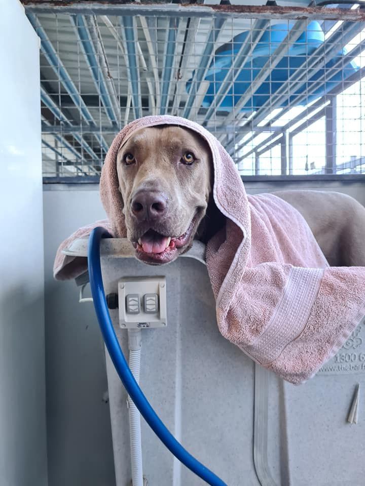 Brown Dog With Towel Draped Over It — Country Comfort Pet Resort Pty Ltd in Machine Creek, QLD