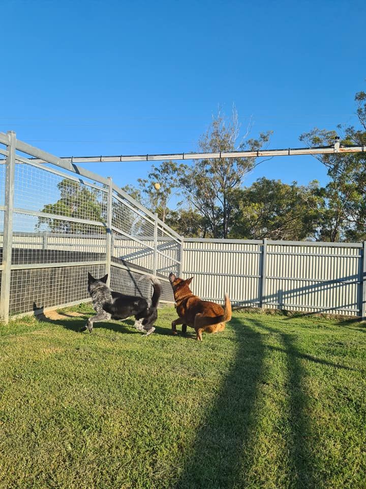 Two dogs sitting on grass near a white fence under a blue sky — Country Comfort Pet Resort Pty Ltd in Machine Creek, QLD