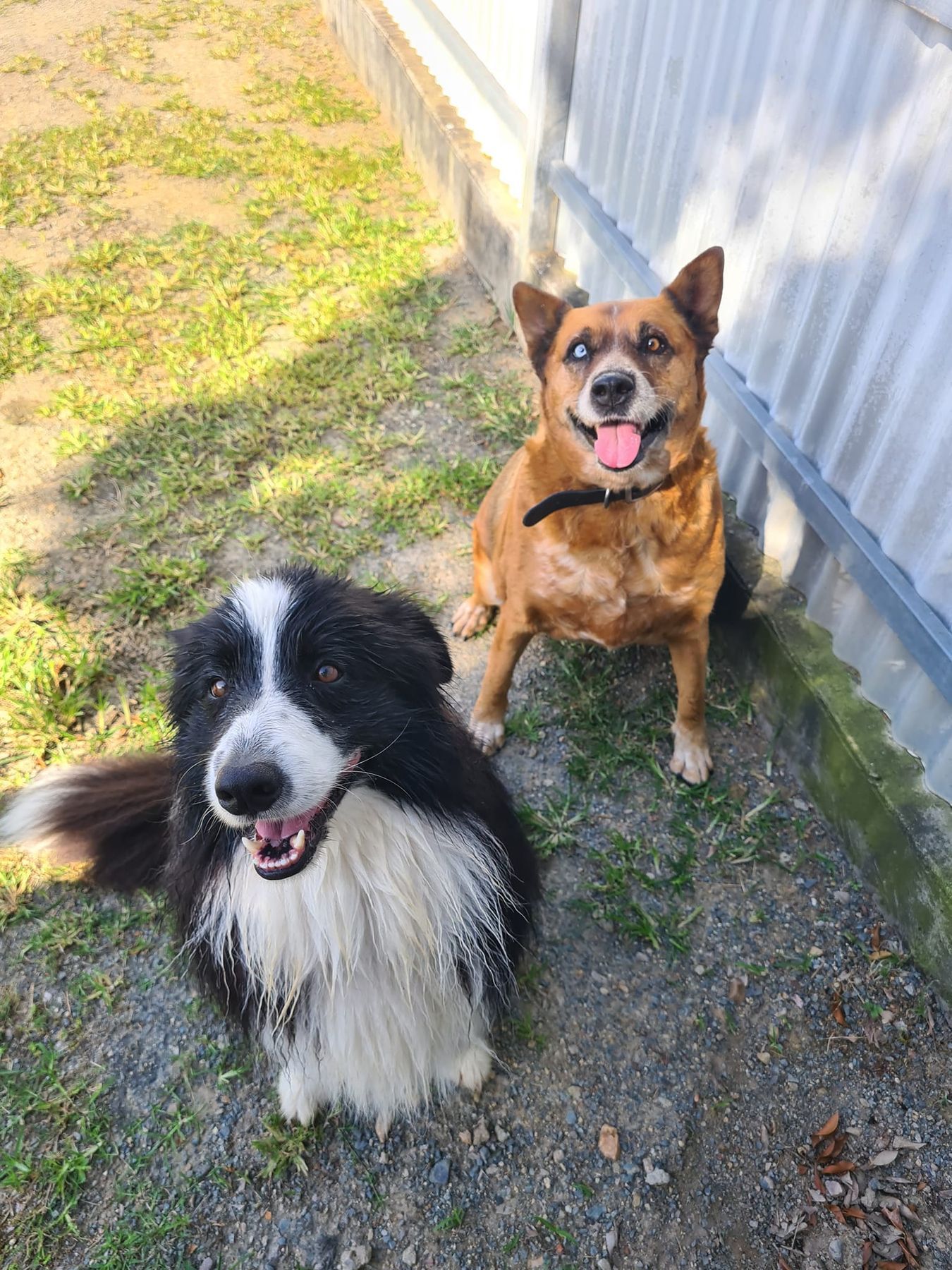 Two dogs sitting on grass by a white wall, both panting in the sun — Country Comfort Pet Resort Pty Ltd in Machine Creek, QLD