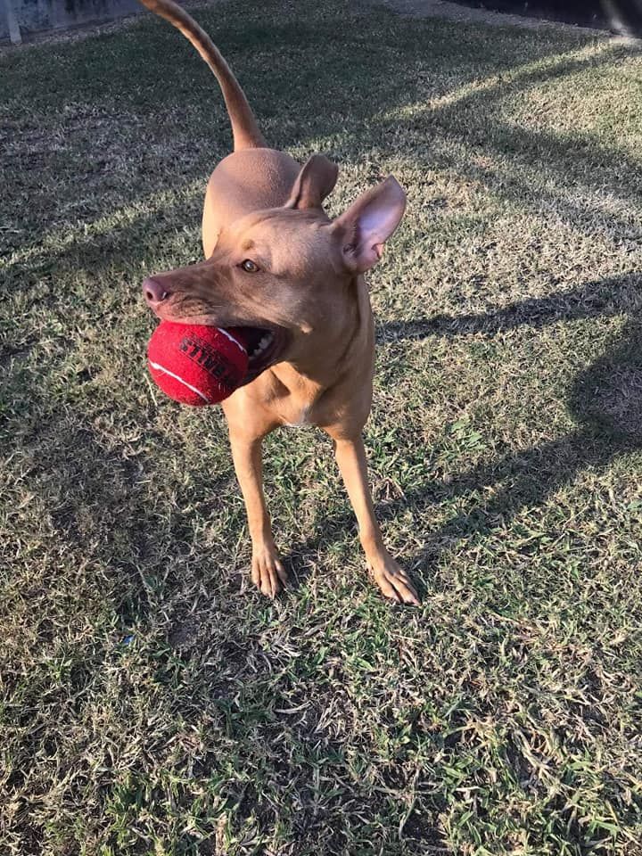 Tan Dog Holding a Red Ball — Country Comfort Pet Resort Pty Ltd in Machine Creek, QLD