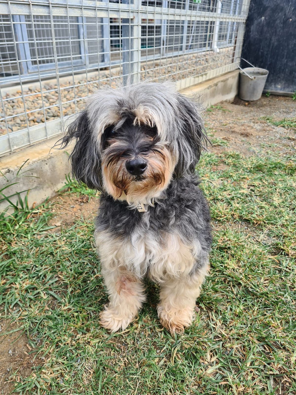 Small Shaggy Black-and-tan Dog Standing — Country Comfort Pet Resort Pty Ltd in Machine Creek, QLD