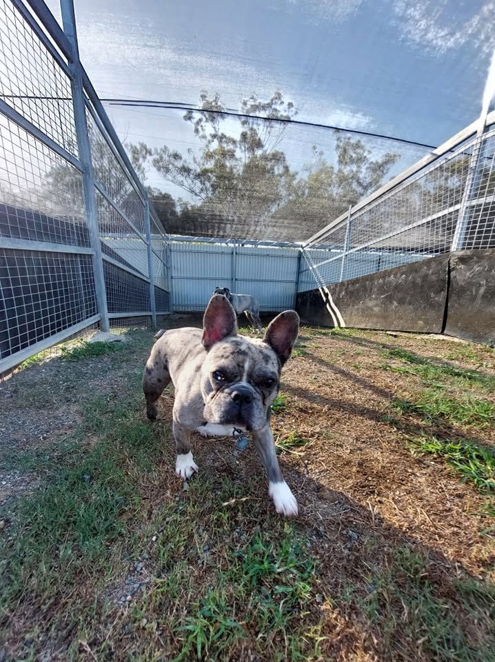 French Bulldog Standing in a Fenced Yard — Advantage Screen And Blinds Rockhampton in Rockhampton, QLD
