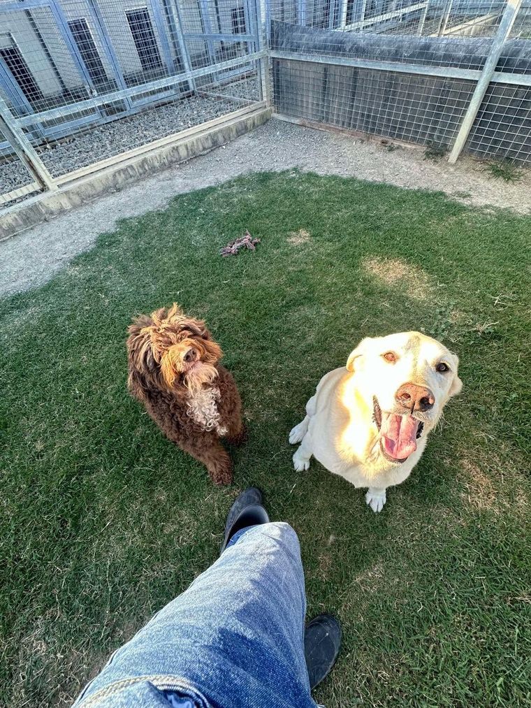 Two Dogs in a Fenced Yard Looking Up — Advantage Screen And Blinds Rockhampton in Rockhampton, QLD