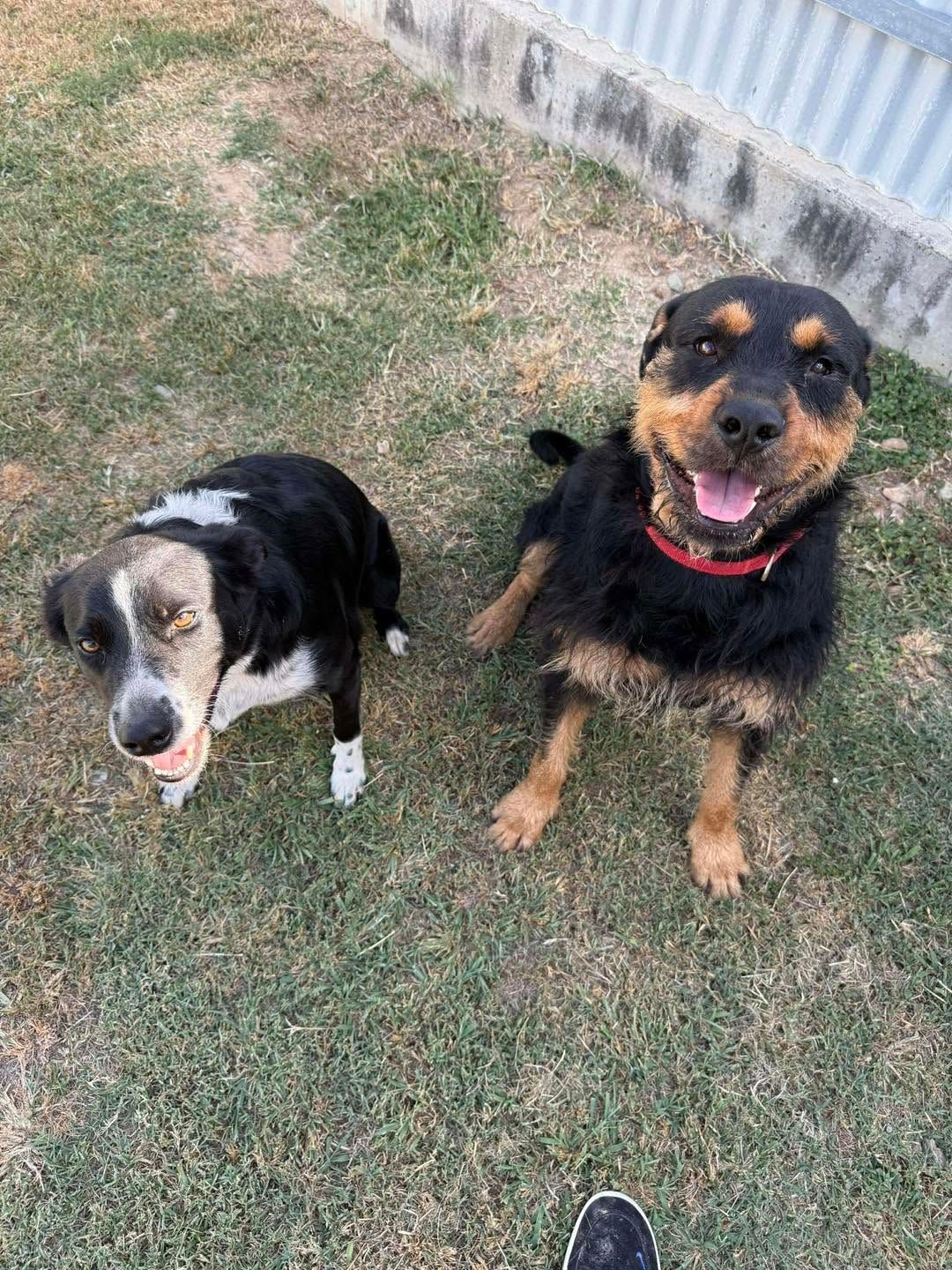 Two Dogs Sitting on Grass — Country Comfort Pet Resort Pty Ltd in Machine Creek, QLD