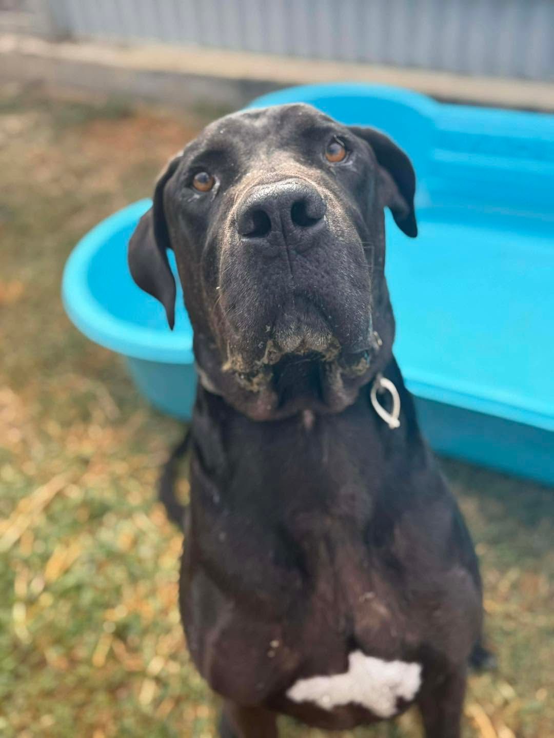 Black Dog Sitting Outdoors Beside a Bright Blue Plastic Pool — Country Comfort Pet Resort Pty Ltd in Machine Creek, QLD