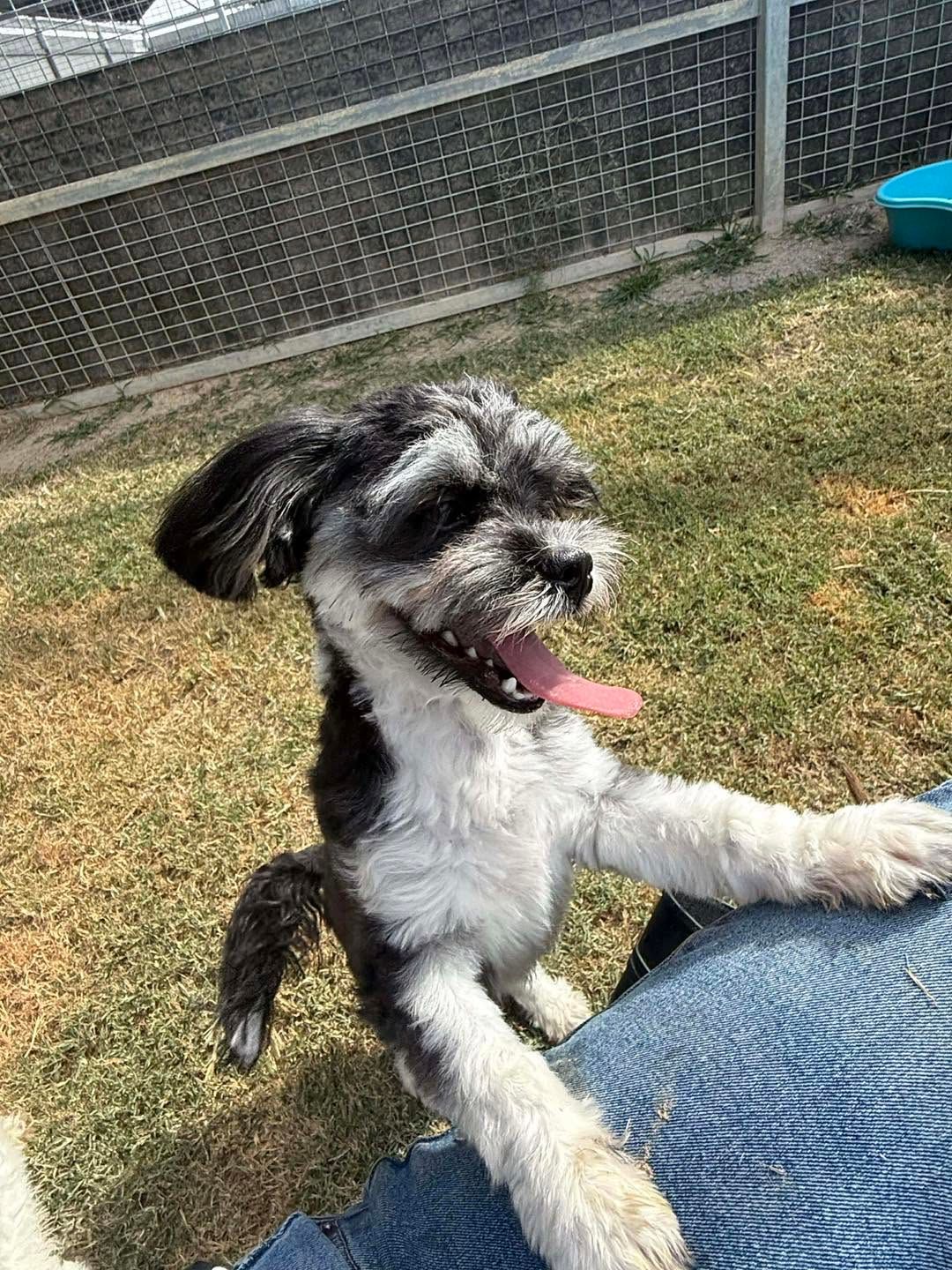 Small Black-and-white Dog Standing on Hind Legs — Country Comfort Pet Resort Pty Ltd in Machine Creek, QLD