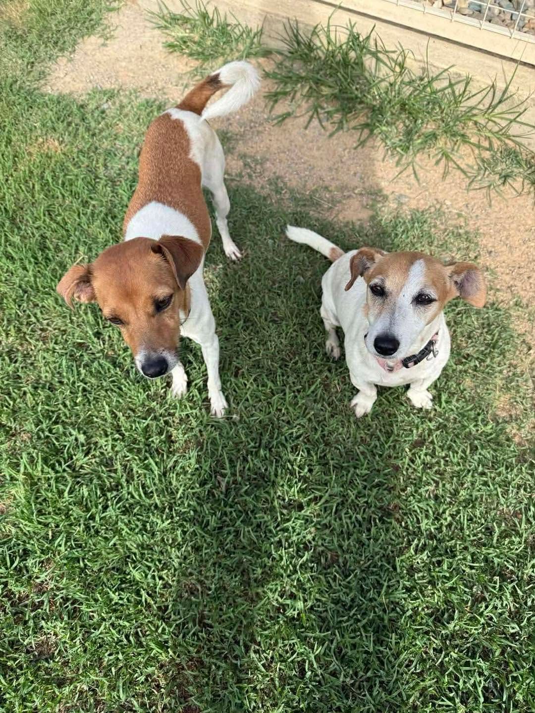 Two Small Brown-and-white Dogs Standing on Grass — Country Comfort Pet Resort Pty Ltd in Machine Creek, QLD