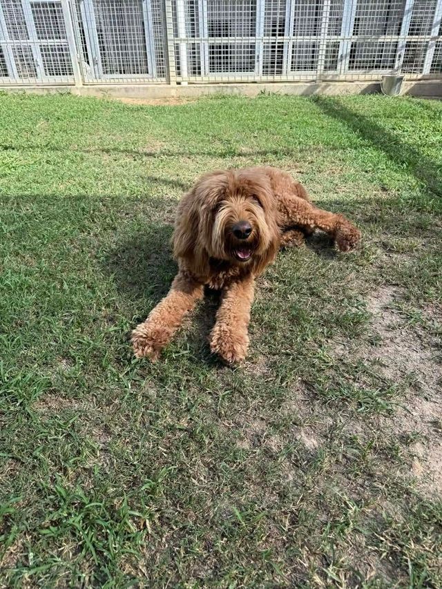 Brown Curly Dog Lying on Grass in a Fenced Yard — Country Comfort Pet Resort Pty Ltd in Machine Creek, QLD