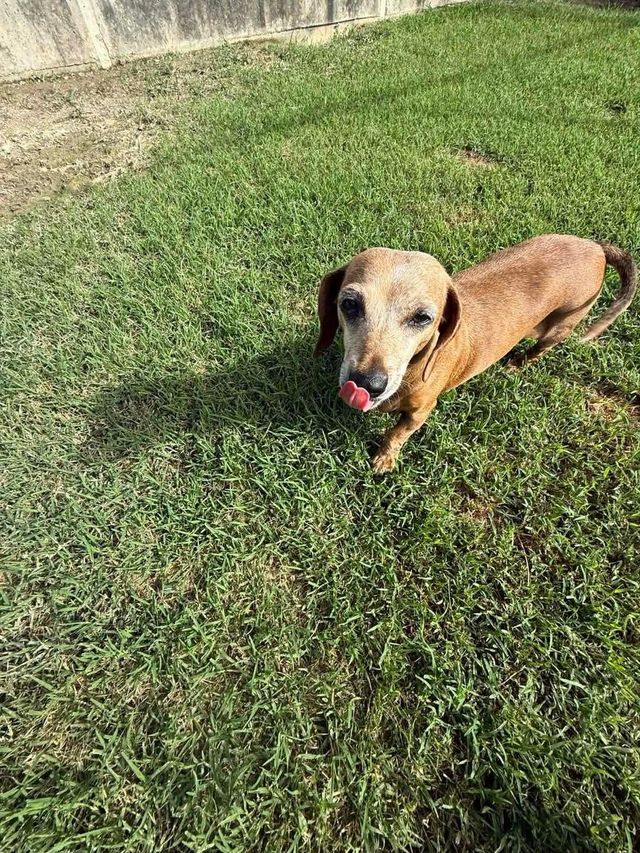 Tan Dachshund Standing on Grass in a Yard, Tongue Out — Country Comfort Pet Resort Pty Ltd in Machine Creek, QLD