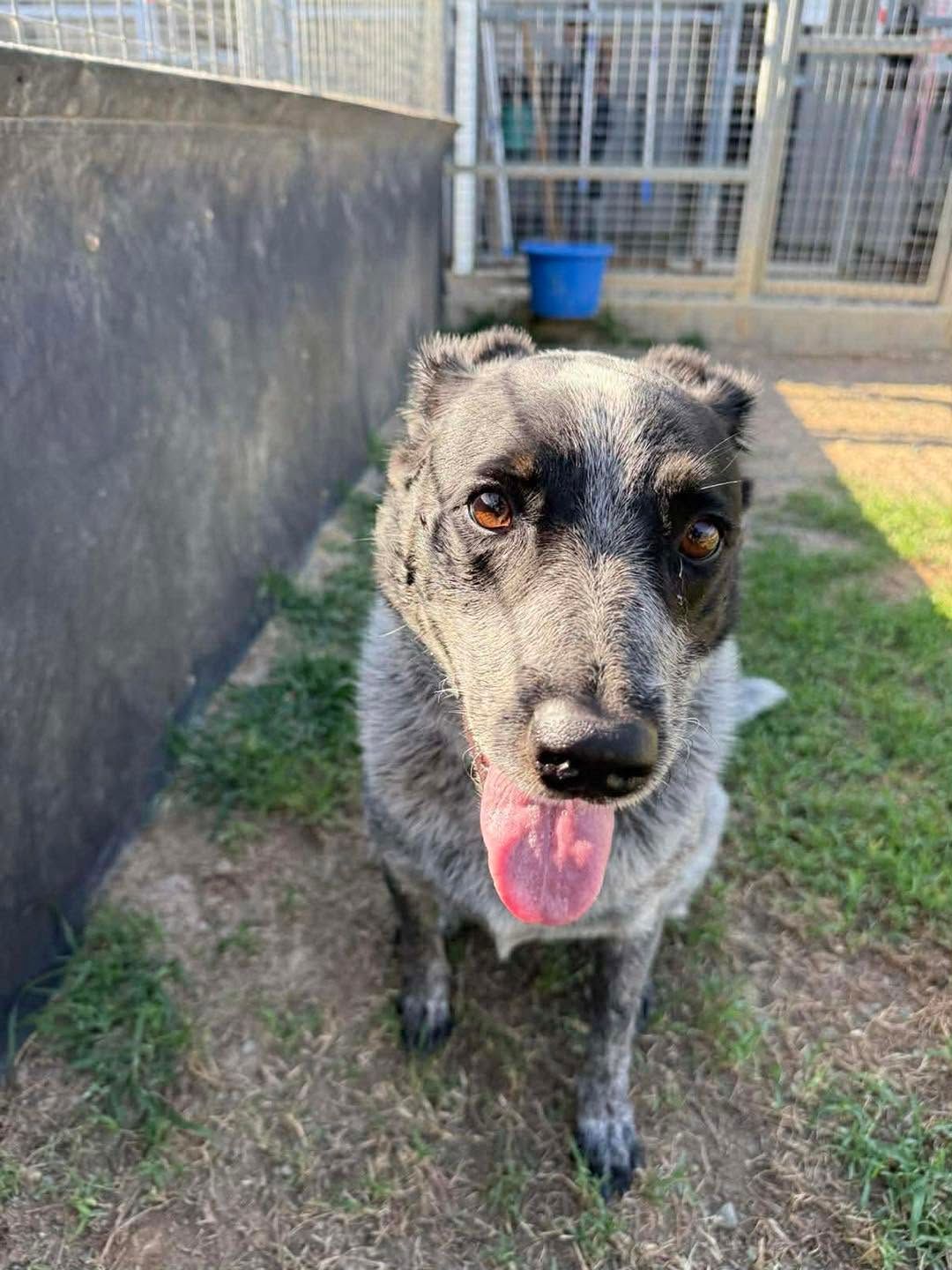 Speckled Black-and-white Dog Panting — Country Comfort Pet Resort Pty Ltd in Machine Creek, QLD
