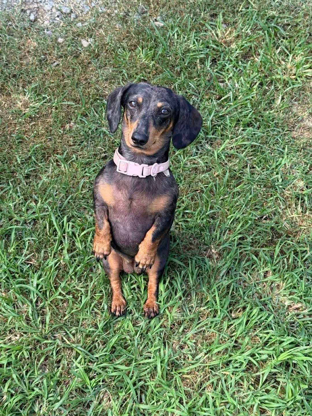 Small Black-and-tan Dachshund Sitting on Grass — Country Comfort Pet Resort Pty Ltd in Machine Creek, QLD