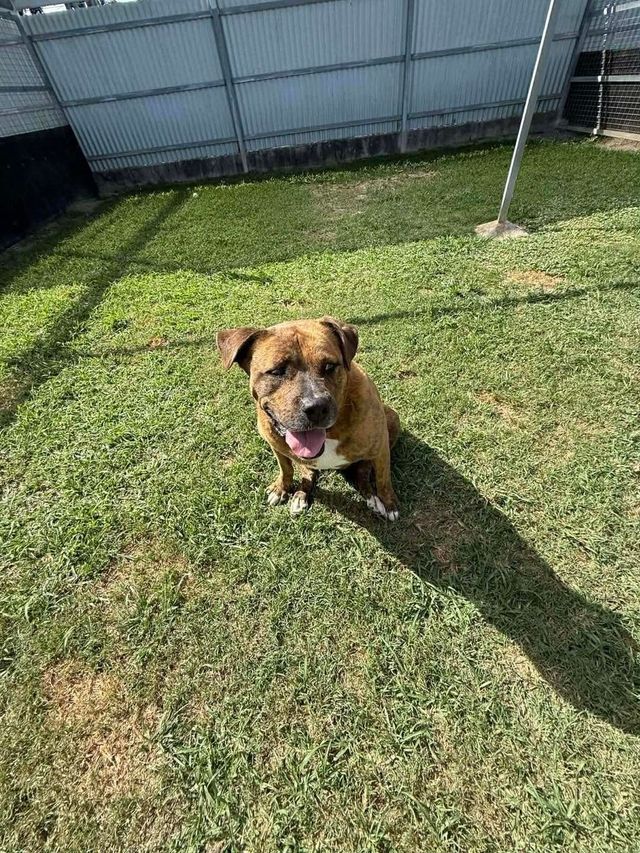 Brown Dog Sitting on Grass in a Sunny Fenced Yard — Country Comfort Pet Resort Pty Ltd in Machine Creek, QLD