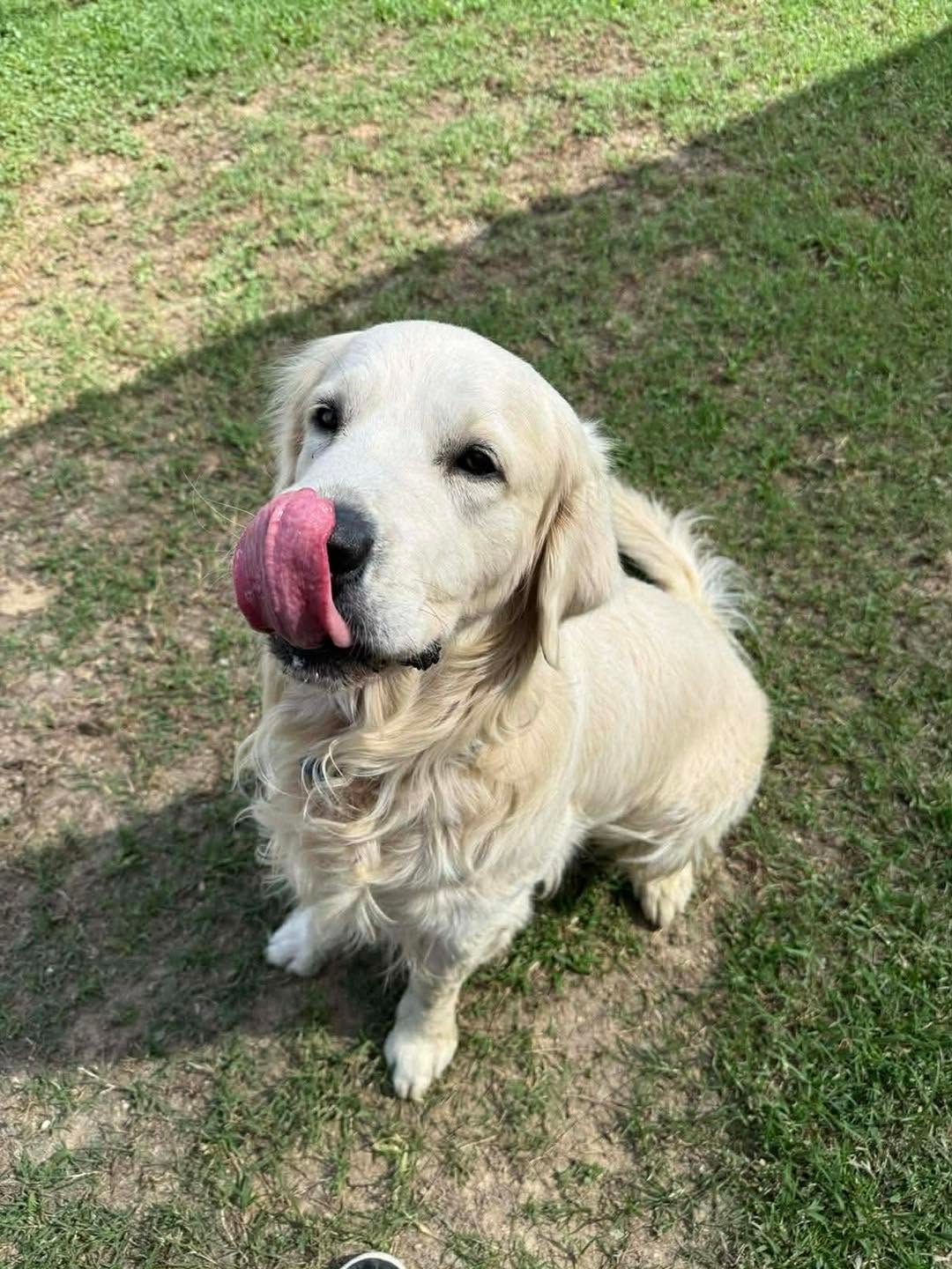 Cream-colored Dog Licking Its Nose — Country Comfort Pet Resort Pty Ltd in Machine Creek, QLD
