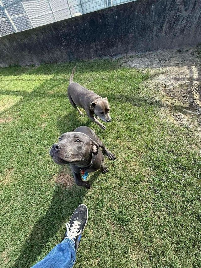 Two Dogs on Leashes on a Grassy Lawn — Country Comfort Pet Resort Pty Ltd in Machine Creek, QLD