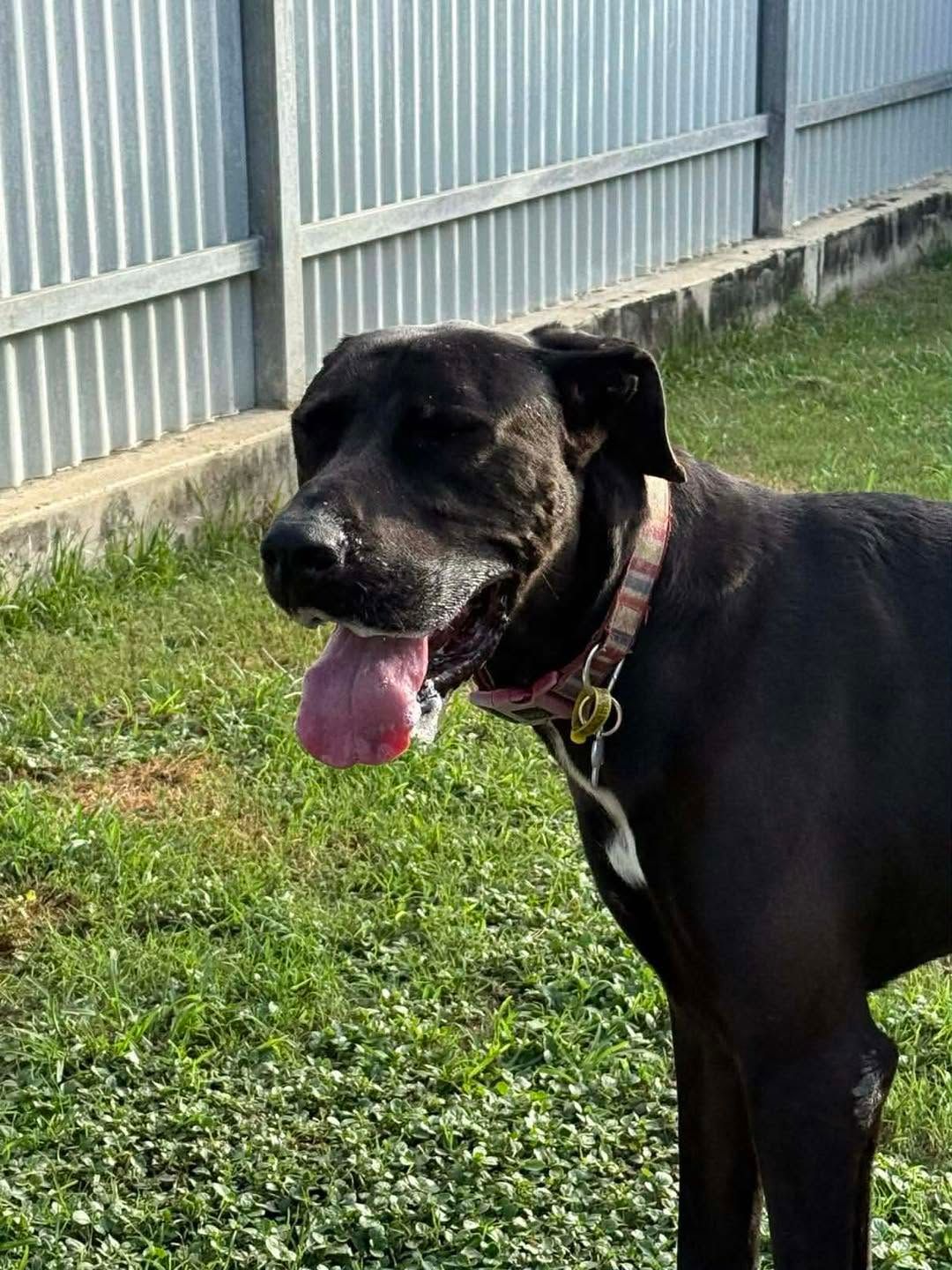 Black Dog Panting on Grass Beside a Corrugated Metal Fence — Country Comfort Pet Resort Pty Ltd in Machine Creek, QLD
