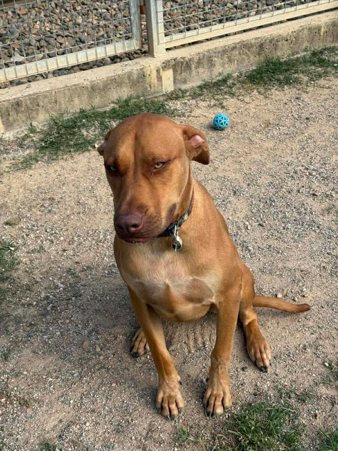Brown Dog Sitting on Dirt Near a Fence — Country Comfort Pet Resort Pty Ltd in Machine Creek, QLD