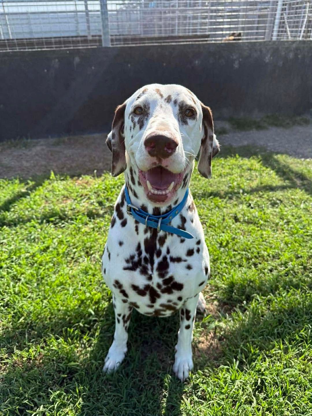 Dalmatian Sitting on Grass — Country Comfort Pet Resort Pty Ltd in Machine Creek, QLD