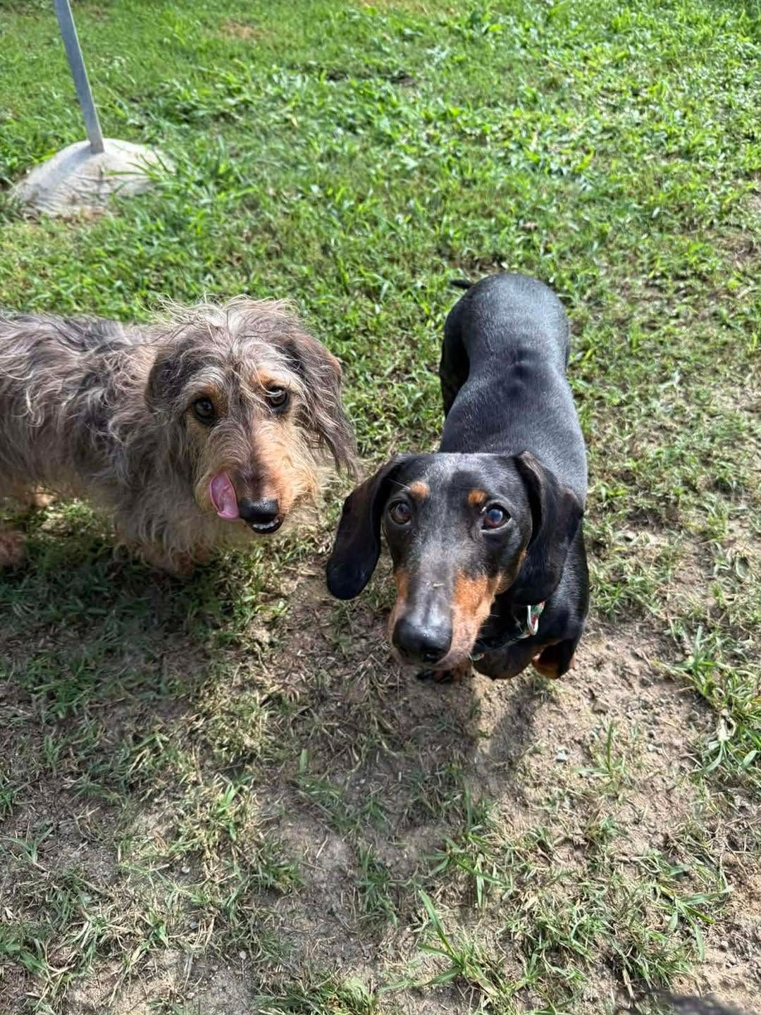 Two Dogs Standing on Grass — Country Comfort Pet Resort Pty Ltd in Machine Creek, QLD