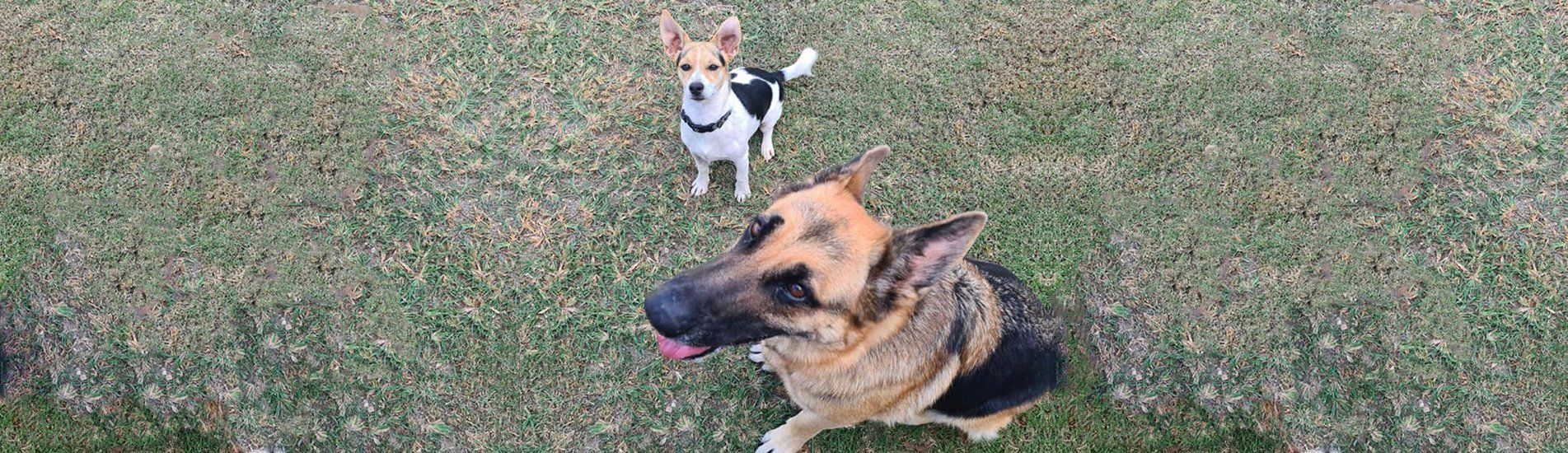 Small Dog Standing on Grass Beside a Large German Shepherd — Country Comfort Pet Resort Pty Ltd in Machine Creek, QLD